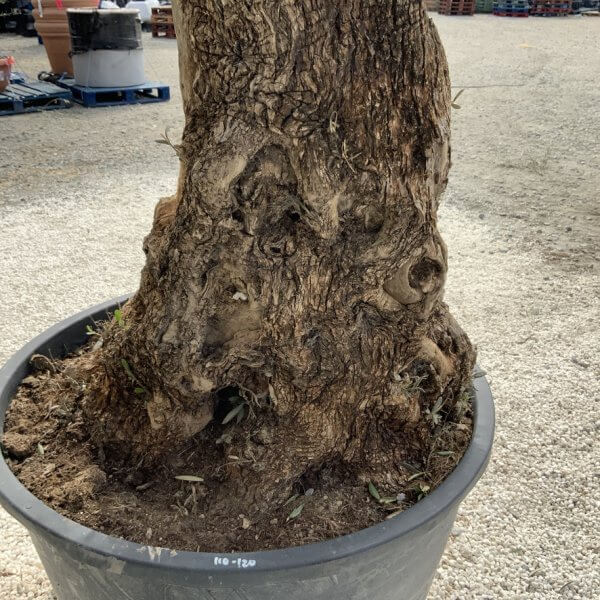 Gnarled Olive Tree XXL (Ancient) J492 - 2E74ECBC FFB5 430D 91A3 3F164EE46A98 1 105 c