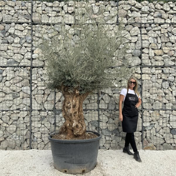 Gnarled Olive Tree XXL (Ancient) J509 - 2EDEA493 5B11 46C8 908D 6E7EBC3E9126 scaled