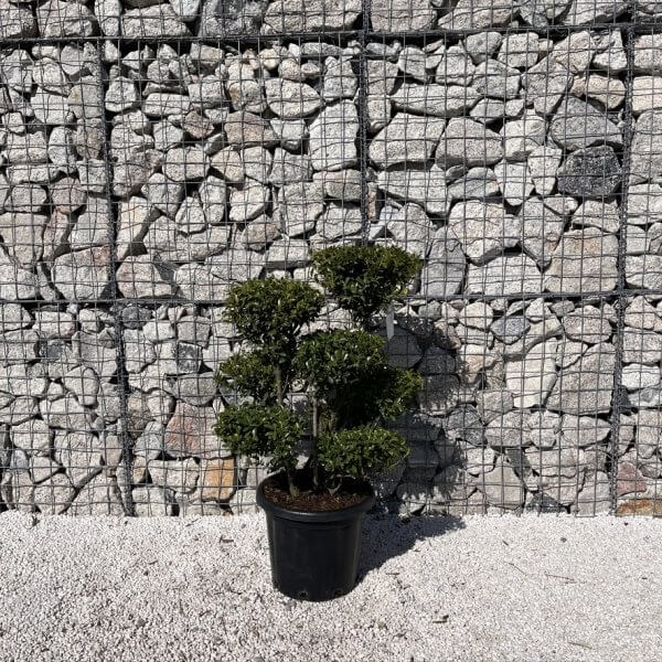 Ilex Maximowicziana Cloud Tree J274 - 2F234500 9A8F 40BD A348 28FDBB11453D 1 105 c