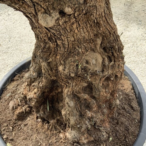 Gnarled Olive Tree XXL (Ancient) J287 - 2F9C63A9 7CB7 4DCC B634 568C6CA55FC7 1 105 c