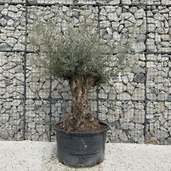 Gnarled Olive Tree XXL (Ancient) J525 - 30010601 1885 42EF 8481 C71E357D9360 1 105 c