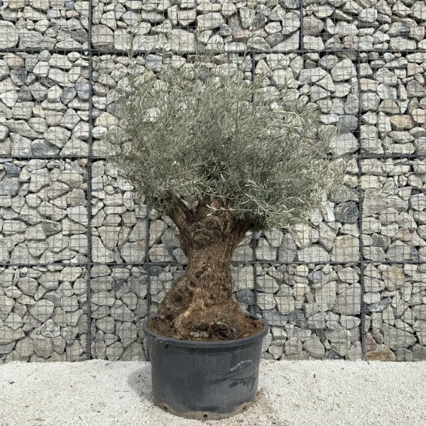 Gnarled Olive Tree XXL (Ancient) J513 - 301C264F 801B 43DF BC21 113219DCF7AD 1 105 c