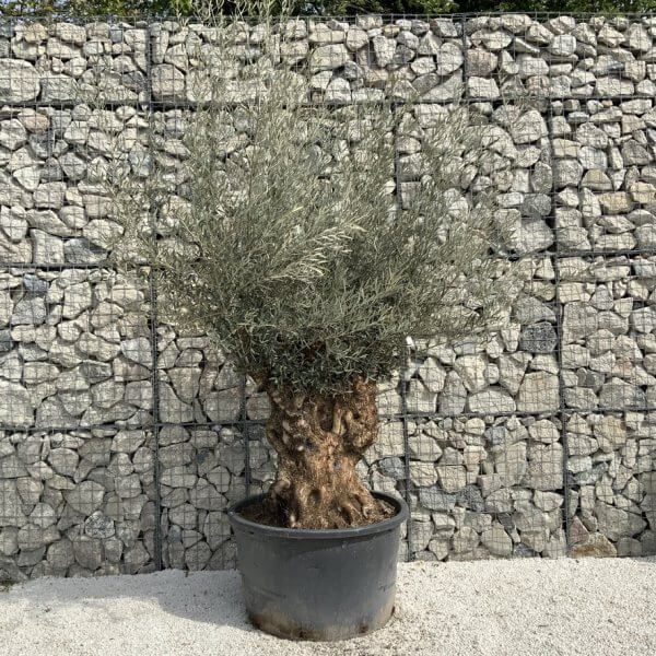 Gnarled Olive Tree XXL (Ancient) J298 - 30BD93BD B6EF 487F 8F13 6ECAD13CD4AD 1 105 c