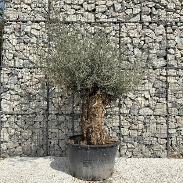 Gnarled Olive Tree XXL (Ancient) J501 - 310657C0 F601 416A A89D D0F0BE0BAA30 1 105 c