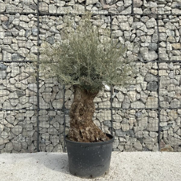 Gnarled Olive Tree XXL (Ancient) J492 - 34850E29 D0B0 4DCB 9439 1A0426E3F02E 1 105 c