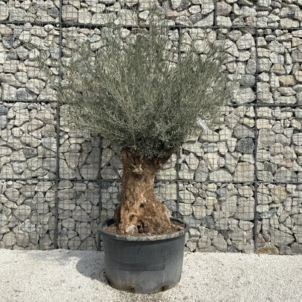 Gnarled Olive Tree XXL (Ancient) J505 - 34FD9857 BF8C 4792 A2C8 E60CC1DF34AD scaled