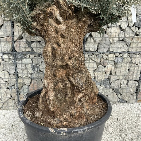 Gnarled Olive Tree XXL (Ancient) J511 - 35A3900F F7F3 4AE6 BB4B EE9EE6C75586 1 105 c