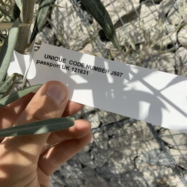 Gnarled Olive Tree XXL (Ancient) J507 - 35C1F9A5 323C 477D 8DA1 CA80383FDAE6 1 105 c