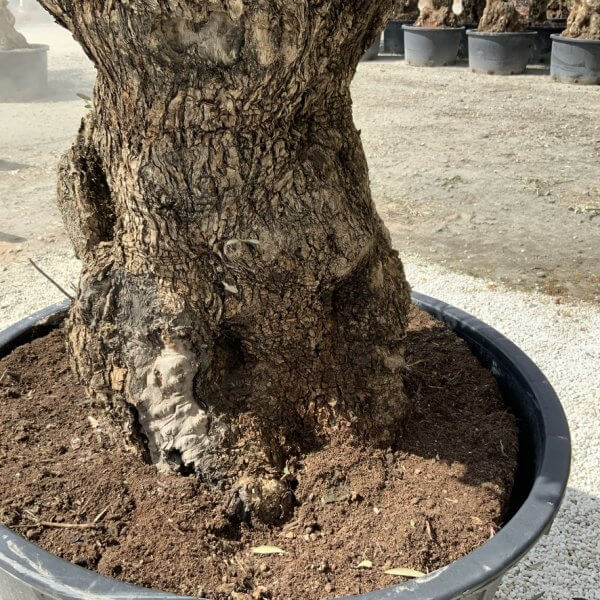 Gnarled Olive Tree XXL (Ancient) J502 - 360F8879 5D6C 4A26 A2BD 463B2CDCF5B1 1 105 c