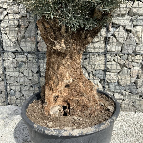 Gnarled Olive Tree XXL (Ancient) J505 - 36909443 C795 4C28 B342 2E1599A2938E scaled