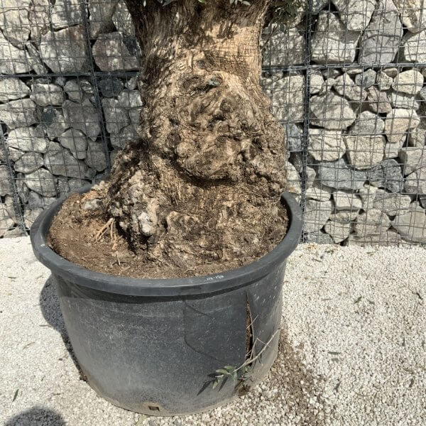 Gnarled Olive Tree XXL (Ancient) J516 - 36A52011 954B 43CF 92E4 7CCB3C0FAB8E 1 105 c