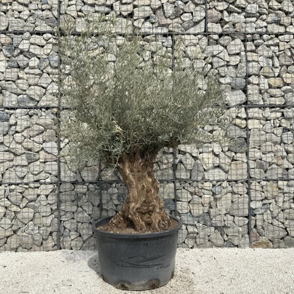 Gnarled Olive Tree XXL (Ancient) J527 - 3714E89A DFB3 4404 86B0 07254541DF54 1 105 c