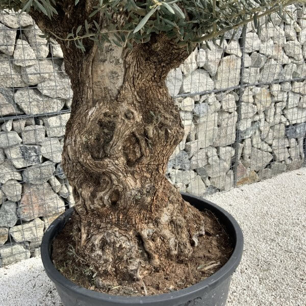 Gnarled Olive Tree XXL (Ancient) J492 - 38677CA3 2063 411F 8DF8 25E8BD1C85A9 1 105 c