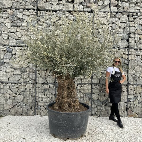 Gnarled Olive Tree XXL (Ancient) J290 - 396810E8 9909 44B4 AE8B 2F7F3DE7B1AF 1 105 c