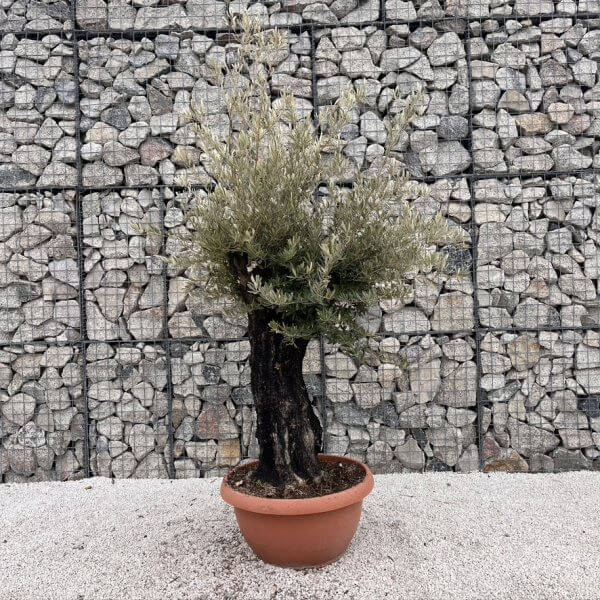 Olive Tree Gnarled XXL Natural Crown (In Patio Pot) J485 - 3AE61597 C698 42C4 BEA7 11290FF98122 1 105 c