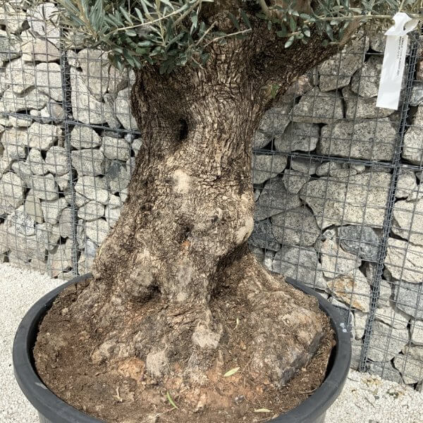 Gnarled Olive Tree XXL (Ancient) J521 - 3B903065 D3C3 45CB B170 3A6FCD069B69 1 105 c