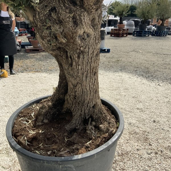 Gnarled Olive Tree XXL (Ancient) J491 - 3BFED8E7 135B 4DAC 9CA3 B29687C0EB32 1 105 c