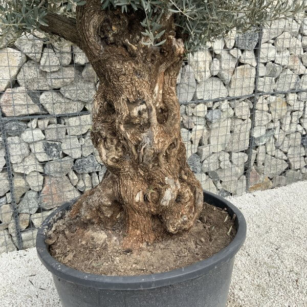 Gnarled Olive Tree XXL (Ancient) J509 - 3D215070 AFCB 4F1F BC62 EF24DB62F652 scaled