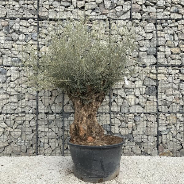 Gnarled Olive Tree XXL (Ancient) J517 - 3EB5BA63 FA14 4E18 A7A3 A80EA531E8C9 1 105 c