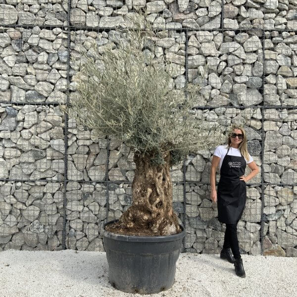 Gnarled Olive Tree XXL (Ancient) J292 - 3F15C9EE 9DBA 426F BC97 6B637A11774C 1 105 c