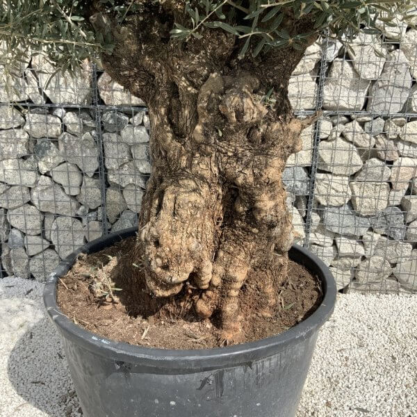 Gnarled Olive Tree XXL (Ancient) J500 - 4119B3C1 2DE4 446F 99CB 0DAC3A75B305 1 105 c