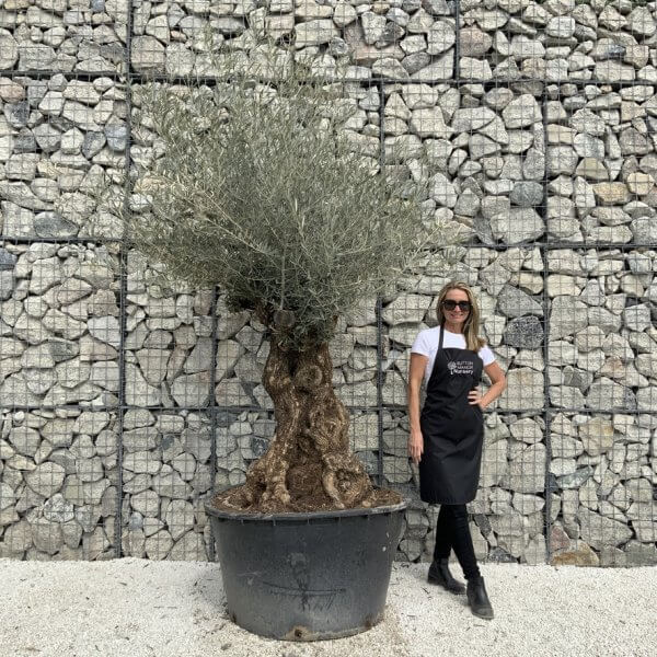 Gnarled Olive Tree XXL (Ancient) J524 - 418EDCA7 6F11 4A48 854F 7B96767C135F 1 105 c