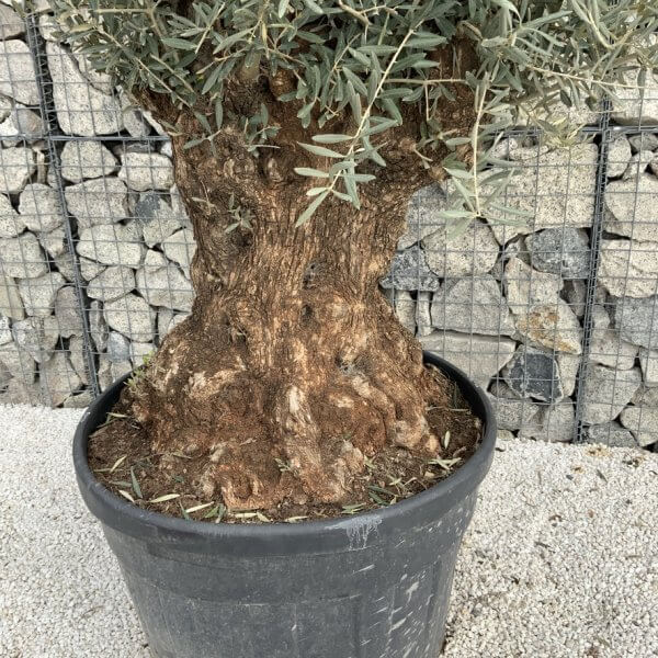 Gnarled Olive Tree XXL (Ancient) J291 - 4276C301 3078 4FAA 90C8 9340977FD335 1 105 c