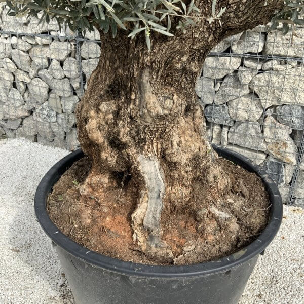 Gnarled Olive Tree XXL (Ancient) J287 - 42C4EE7F E13E 49BF 8C9F C8E331E241A2 1 105 c