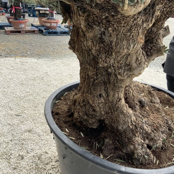 Gnarled Olive Tree XXL (Ancient) J496 - 430061D6 DE64 491B BBA3 F2B00388E39F 1 105 c 1