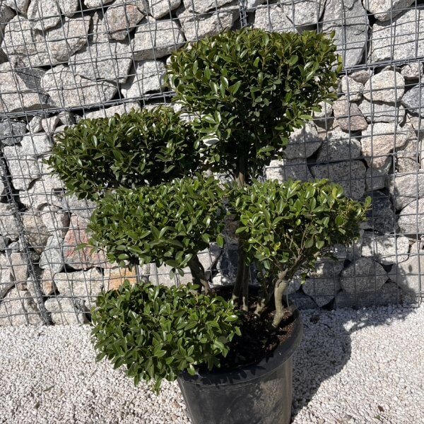 Ilex Maximowicziana Cloud Tree J270 - 44B89406 56A6 4FB6 B730 4F30CF855E29 1 105 c 1