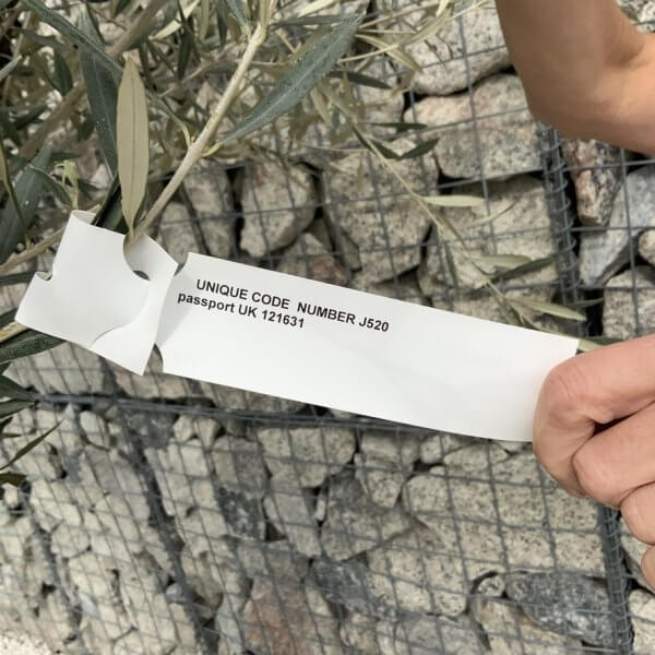 Gnarled Olive Tree XXL (Ancient) J520 - 465817C4 F7F5 4E48 A58E C191D19CB5C8 1 105 c