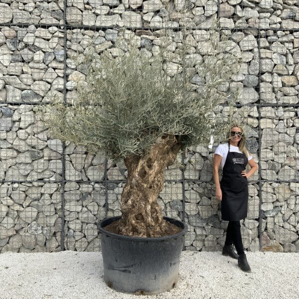 Gnarled Olive Tree XXL (Ancient) J495 - 46AC26DA 63C7 4731 8A6E 855A4EE2D5D7 1 105 c 1