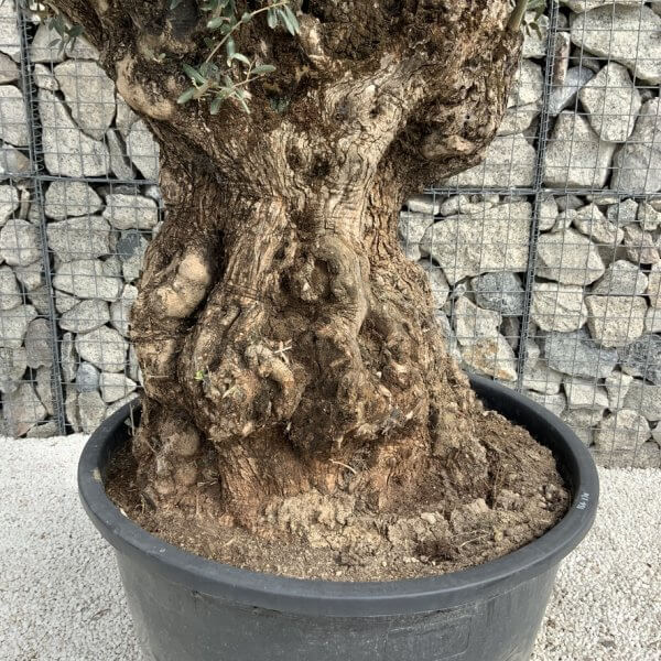 Gnarled Olive Tree XXL (Ancient) J286 - 48E741B8 7525 4961 808D 0CCC717FA256 1 105 c