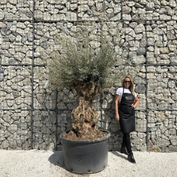 Gnarled Olive Tree XXL (Ancient) J514 - 4AE9745D FE2A 49C2 BB2F 95B8D19F1A56 1 105 c
