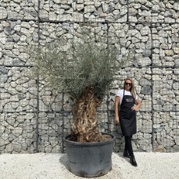 Gnarled Olive Tree XXL (Ancient) J528