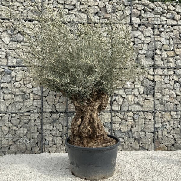 Gnarled Olive Tree XXL (Ancient) J286 - 4BE678B9 D224 401C B092 0111D3A47E82 1 105 c