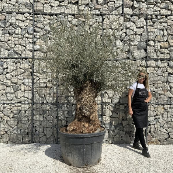 Gnarled Olive Tree XXL (Ancient) J503 - 4C937702 FA25 489F A4EA 2D6E3BC2A1F0 1 105 c