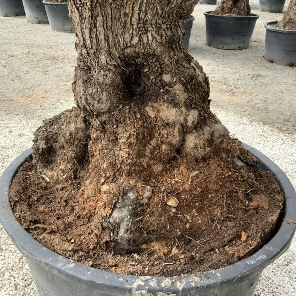 Gnarled Olive Tree XXL (Ancient) J513 - 4CF13028 F4B1 48FD ABBA 6AEF42C8D9AF 1 105 c