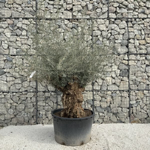 Gnarled Olive Tree XXL (Ancient) J285 - 4D3B4119 3C0E 4DA1 83A9 DA17F794553E 1 105 c