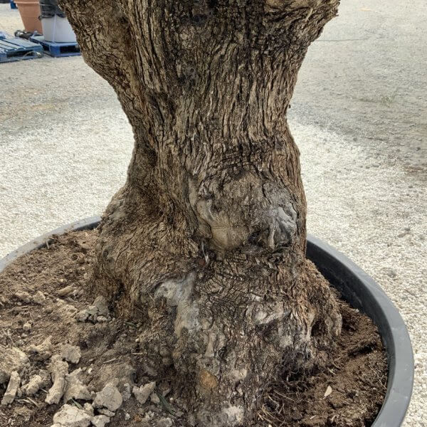 Gnarled Olive Tree XXL (Ancient) J493 - 4E69F4D9 AAAE 4100 92F2 8D8E76C274AF 1 105 c