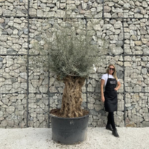 Gnarled Olive Tree XXL (Ancient) J497 - 4FA43D3D F181 4627 9985 ED5CA05556F0 1 105 c