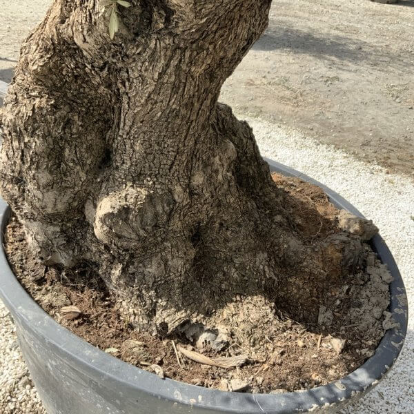 Gnarled Olive Tree XXL (Ancient) J516 - 5024877F 303A 49FE 944C A6DA3D48DB83 1 105 c
