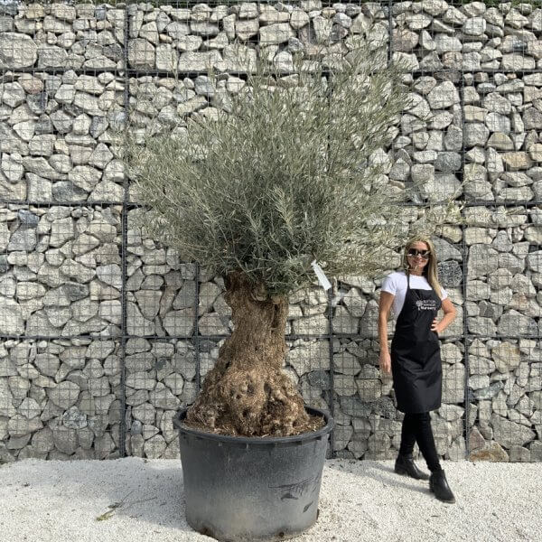 Gnarled Olive Tree XXL (Ancient) J297 - 51602B8C 0A9A 477F BB02 0C0F2FA84BAF 1 105 c