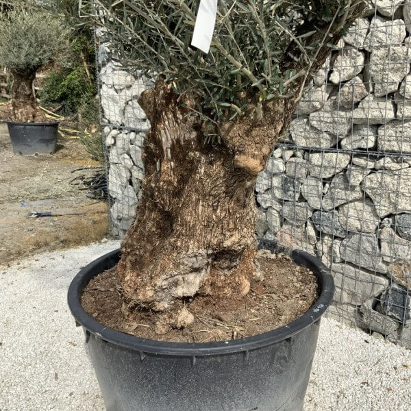 Gnarled Olive Tree XXL (Ancient) J293 - 5171D9B9 4082 41AC 8126 86857590B648 1 105 c