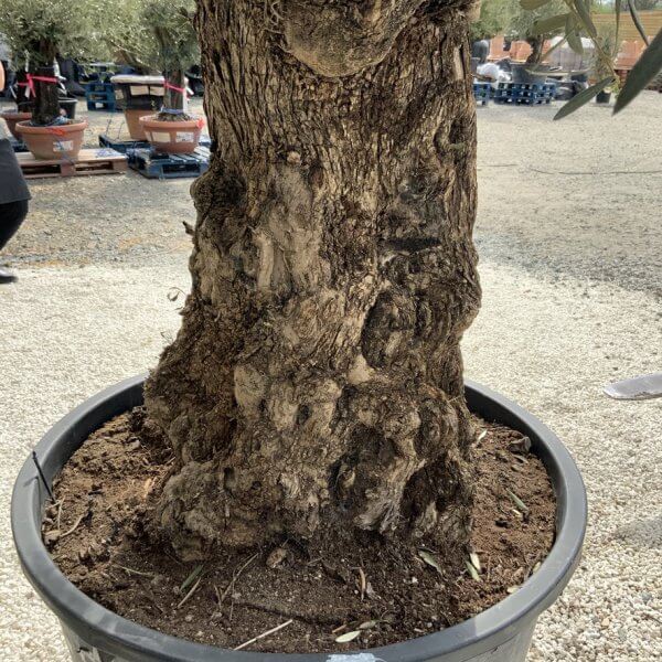 Gnarled Olive Tree XXL (Ancient) J294 - 51C35C0D 266B 4A4E 8473 49B1E3FABC2B 1 105 c