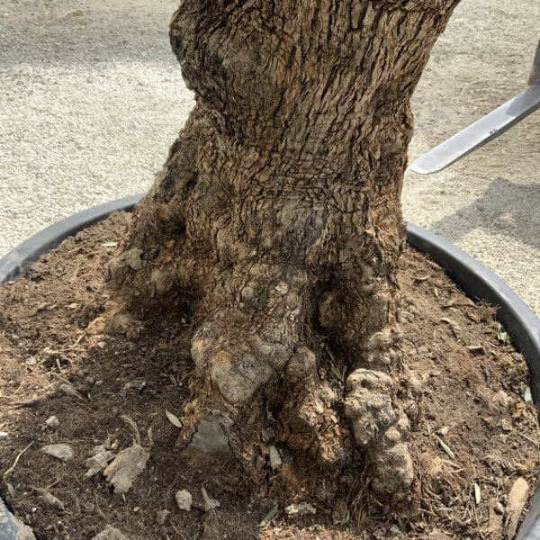 Gnarled Olive Tree XXL (Ancient) J527 - 5574B535 D27E 4F9D 85FC 8F01F5639334 1 105 c