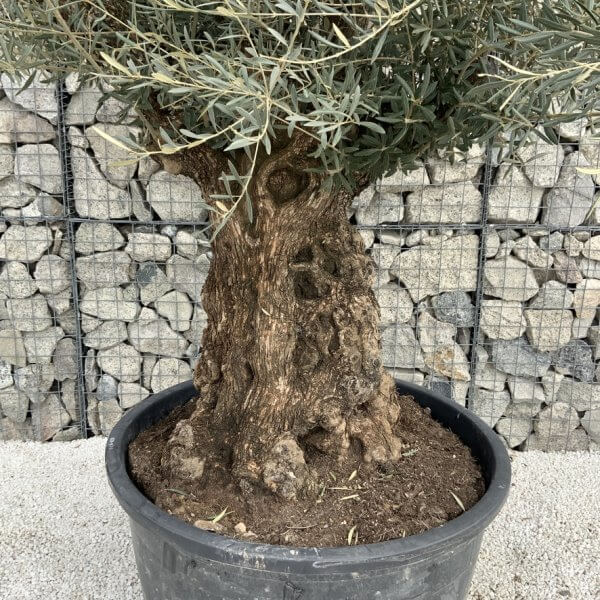 Gnarled Olive Tree XXL (Ancient) J290 - 55D0B07C C1F1 4A13 BE64 1EFFD9D2EBAC 1 105 c