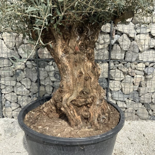 Gnarled Olive Tree XXL (Ancient) J527 - 56578EF7 D0DE 4324 A786 C25F09FAD857 1 105 c