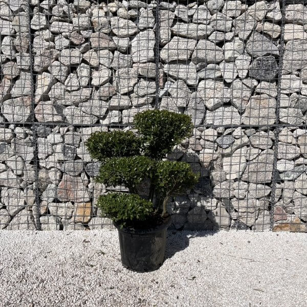 Ilex Maximowicziana Cloud Tree J270 - 58E2505A 49DF 4ABF 979A 7D97EBE0D91B 1 105 c 1