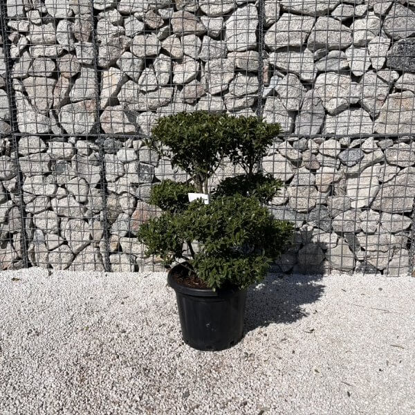 Ilex Maximowicziana Cloud Tree J272 - 5A1DD730 9F9D 4F38 B068 626812DD97FD 1 105 c